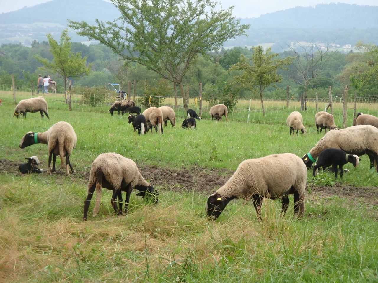 Moutons de la ferme des Pratz